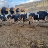 ۳۰رس گاو شری ۵۰درصد آبستن ۲ماه تا ۳ ماه|حیوانات مزرعه|قم, قم نو|دیوار