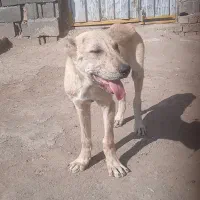 واگذاری سک ماده