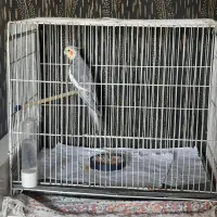 عروس با قفس بزرگ مفت