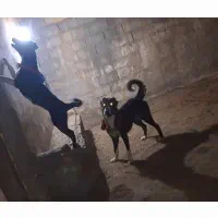 لاس قدرجونی مادر ودختر