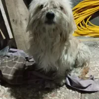 سگ ماده ۲ساله