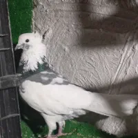 تکبر دورگ|پرنده|گرگان, |دیوار