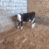 گوساله سمینتال ماده