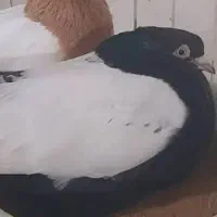 توقی سینه ای،اصفهانی ،ابلغ سبز زیبا|پرنده|مهریز, |دیوار