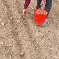 فروش بذر شفتالو و بادام و...جهت احداث نهالستان|خدمات باغبانی و درختکاری|پارس‌آباد, |دیوار