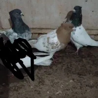 کبوتر کله زر|پرنده|تبریز, |دیوار