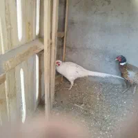 مرغ بلژیکی و هلندی|حیوانات مزرعه|هشتگرد, تهران دشت|دیوار