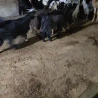 کهره چاق|حیوانات مزرعه|بندر گناوه, |دیوار