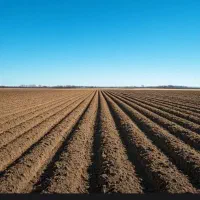 زمین برای کاشت سیر درتازه اباد