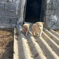 دوتا توله سگ دوماهه نر|سگ|شیرگاه, |دیوار
