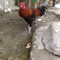 فروش خروس محلی دشتیاری