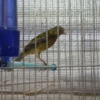 پرنده|پرنده|صدرا-فارس, فاز ۱|دیوار