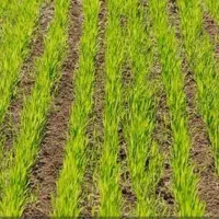 اجاره زمین کشاورزی شهرستان قلعه گنج روستای هوان