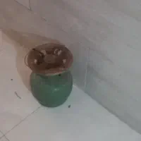 گاز پیک نیک