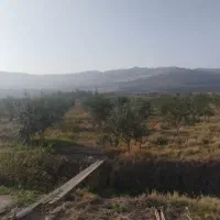 روغن زیتون فرابکر