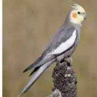 عروس هلندی ماده