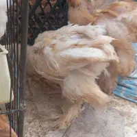 با سلام خدمت دوستان عزیز فروش دوعدد جوجه برهما