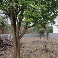 ۲۰۳مترمسکونی*دیوارکشی*بافت