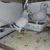 فروش یک جفت شامی کاکلی|پرنده|سبزوار, قصبه شرقی|دیوار