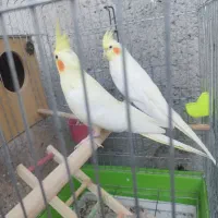 عروس پاریس هلندی