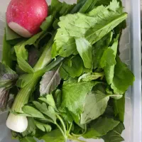 پخش سالاد  و سبزی تازه با بسته بندی بهداشتی|خدمات پذیرایی، مراسم|تهران, جوادیه|دیوار