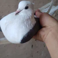 کفتر پرشی|پرنده|قم, چهل درخت‎|دیوار