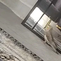 این عروس هلندی گمشده