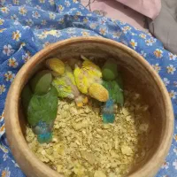 جوجه کوتوله سرلاک هستن