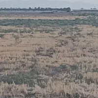 زمین کشاورزی  مناسب سرمایه گذاری برق و گاز داره|فروش دفتر صنعتی، کشاورزی، تجاری|گرمسار, |دیوار