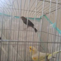 ۴ تا قناری مس مس