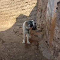 توله سگ قدرجونی قیمت توافقی