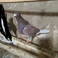 کبوتر|پرنده|خاوران, |دیوار