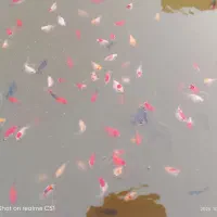 ماهی گلد فیش از نژادهای مختلف