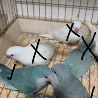 ۲ عدد راهب ابی نرم خور استثنایی