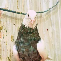 طوقی|پرنده|مشهد, کوی المهدی|دیوار