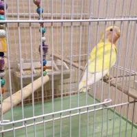 طوطی برزیلی زرد اوپال دستی