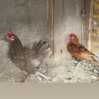 مرغ خروس|حیوانات مزرعه|قم, دورشهر|دیوار