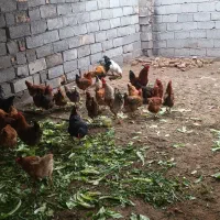 فروش مرغ و خروس