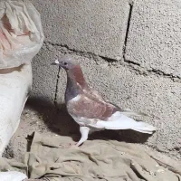 کبوتر|پرنده|آبپخش, |دیوار