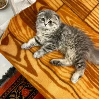 گربه اسکاتیش فولد سیلور