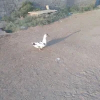اردک روسی ومحلی ملاثانی