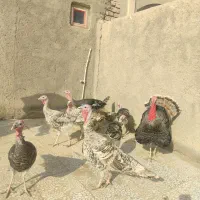 بوقلمون|حیوانات مزرعه|زهک, |دیوار