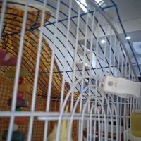 جا دستمالی|سفره، حوله، دستمال آشپزخانه|تربت‌حیدریه, آبشار|دیوار