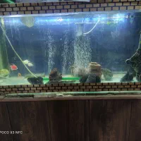 آکواریوم ماهی