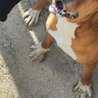 پیت بول نر فروشی یا معاوضه