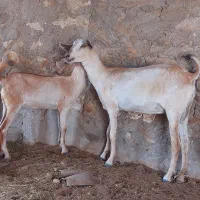 فروش بز اهویی باکهرماده  آدرس کشار
