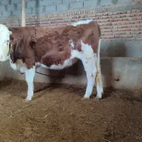 تسلیه پای گل