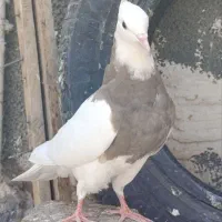 کبوتر،طوقی،معاوضه باسوسکی دمسفید|پرنده|هرسین, |دیوار