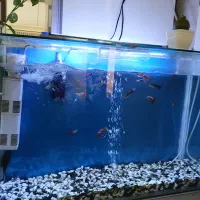 آکواریوم بالوازم و ماهی