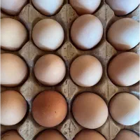 تخم مرغ برای دستگاه جوجه کشی